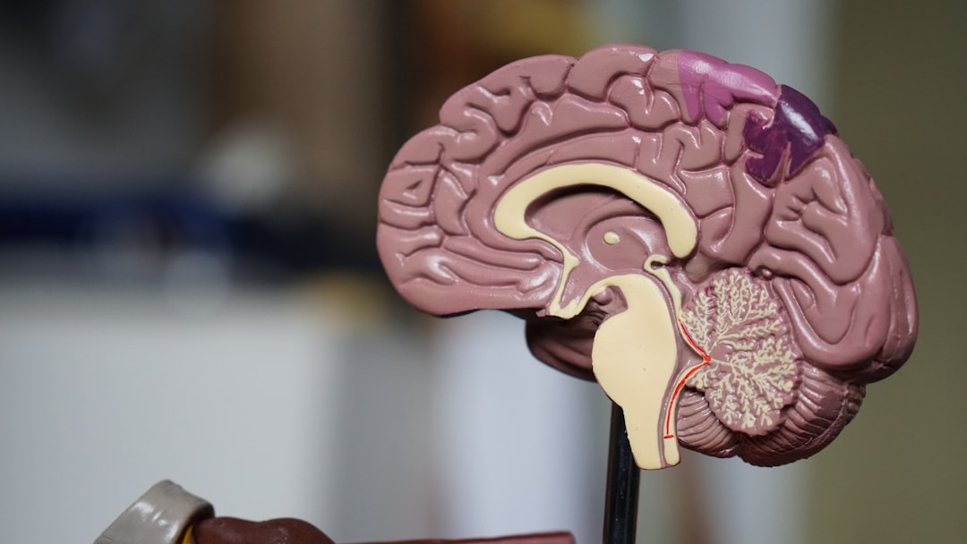 Brain anatomy model